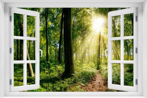 Fototapeta Naklejka Na Ścianę Okno 3D - Weg im Wald beleuchtet von goldenen Sonnenstrahlen