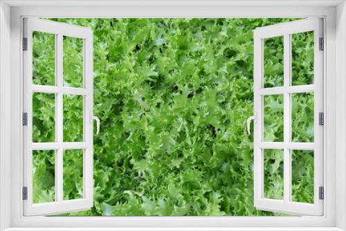 Fototapeta Naklejka Na Ścianę Okno 3D - Fresh green lettuce