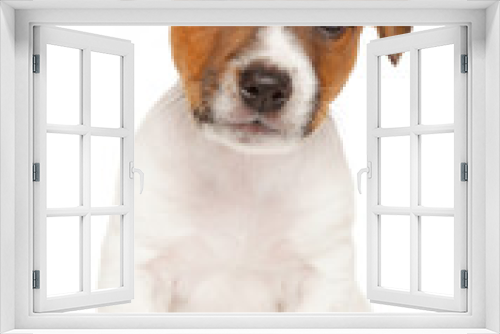 Fototapeta Naklejka Na Ścianę Okno 3D - Jack Russell Terrier puppy.