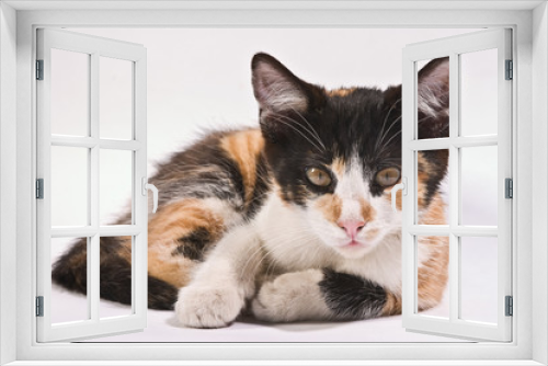Fototapeta Naklejka Na Ścianę Okno 3D - kitten