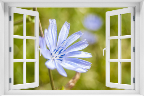 Fototapeta Naklejka Na Ścianę Okno 3D - Wallpaper Blue flower on green blur background