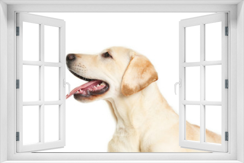 Fototapeta Naklejka Na Ścianę Okno 3D - Cute Labrador dog isolated on white