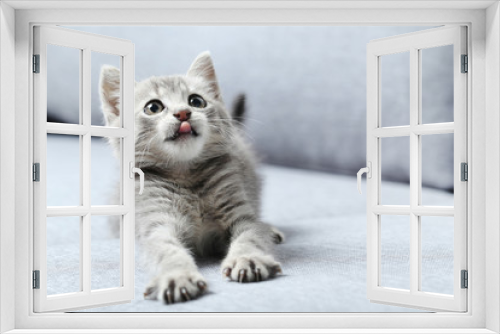 Fototapeta Naklejka Na Ścianę Okno 3D - Beautiful little cat on a grey sofa