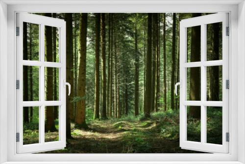 Fototapeta Naklejka Na Ścianę Okno 3D - un chemin dans la forêt