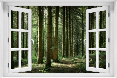 Fototapeta Naklejka Na Ścianę Okno 3D - Panorama de sous-bois au printemps avec un chemin