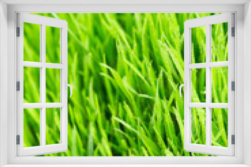 Fototapeta Naklejka Na Ścianę Okno 3D - Green grass