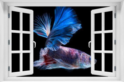 Fototapeta Naklejka Na Ścianę Okno 3D - Betta fish. Capture the moving moment of red-blue siamese fighti