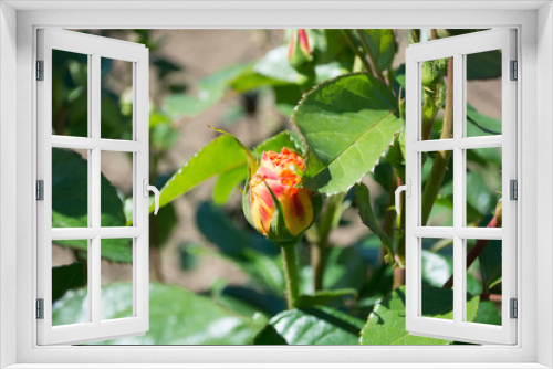 Fototapeta Naklejka Na Ścianę Okno 3D - Unopened flower buds of roses