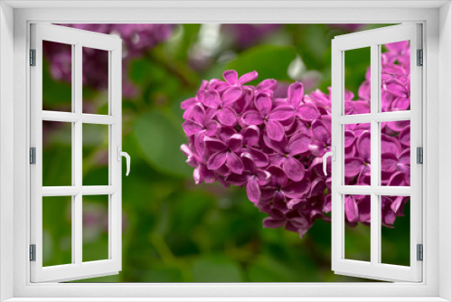Fototapeta Naklejka Na Ścianę Okno 3D - Close up of a purple lilac flowers
