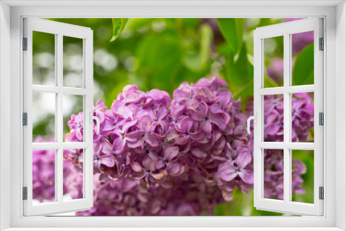 Fototapeta Naklejka Na Ścianę Okno 3D - Close up of lilac flowers