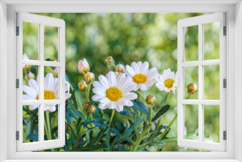 Fototapeta Naklejka Na Ścianę Okno 3D - Chamomile flowers  in summer,blurred background