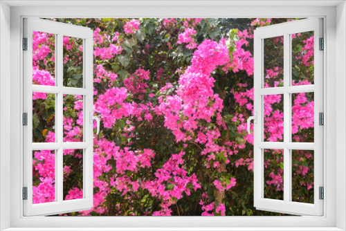 Fototapeta Naklejka Na Ścianę Okno 3D - blooming bougainvillea : Colorful Paper flower