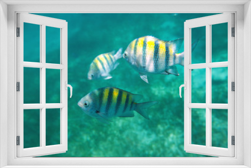 Fototapeta Naklejka Na Ścianę Okno 3D - Photo of a tropical Fish on a coral reef