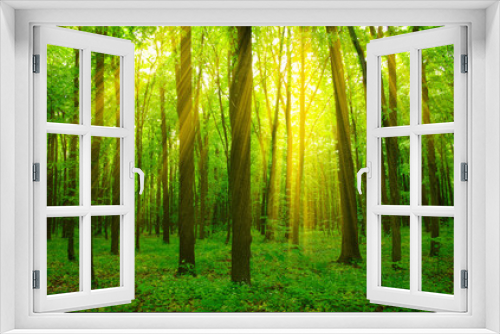 Fototapeta Naklejka Na Ścianę Okno 3D - Forest and sun