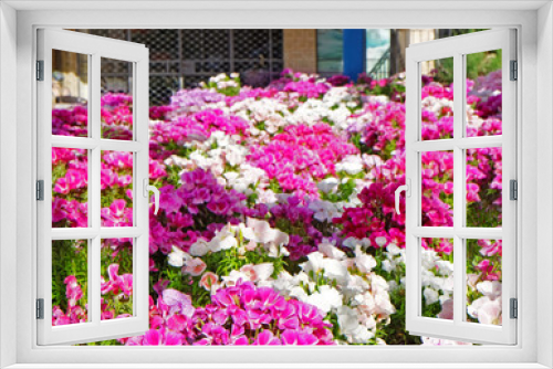 Fototapeta Naklejka Na Ścianę Okno 3D - Beautiful tropical flowers
