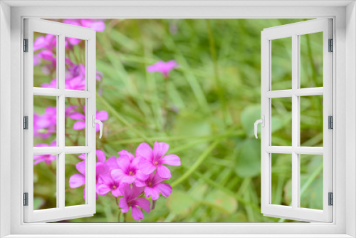 Fototapeta Naklejka Na Ścianę Okno 3D - garden
