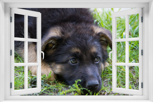 Fototapeta Naklejka Na Ścianę Okno 3D - Sad Puppy German Shepherd