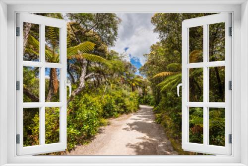 Fototapeta Naklejka Na Ścianę Okno 3D - Forest in New Zealand near Rotorua