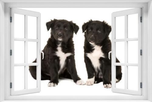 Fototapeta Naklejka Na Ścianę Okno 3D - Two cute sitting black and white border collie puppies isolated on a white background