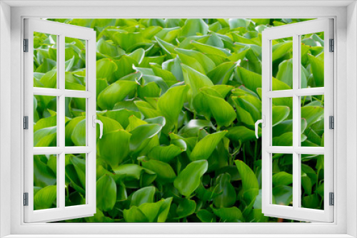 Fototapeta Naklejka Na Ścianę Okno 3D - water hyacinth background :a free-floating tropical American wat