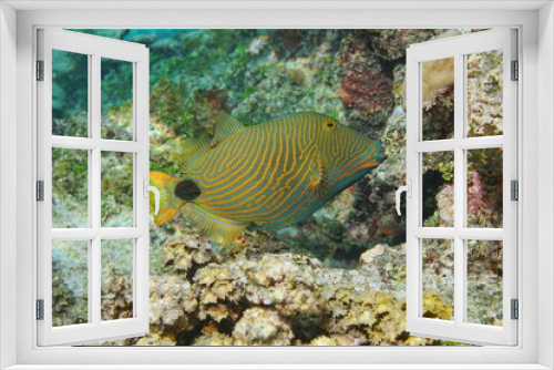 Fototapeta Naklejka Na Ścianę Okno 3D - Colorful tropical fish orange-lined triggerfish, Balistapus undulatus, Pacific ocean, underwater in the lagoon of Huahine island, French Polynesia