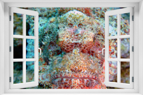 Fototapeta Naklejka Na Ścianę Okno 3D - Scorpionfish