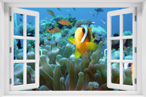 Fototapeta Naklejka Na Ścianę Okno 3D - Anemone fish