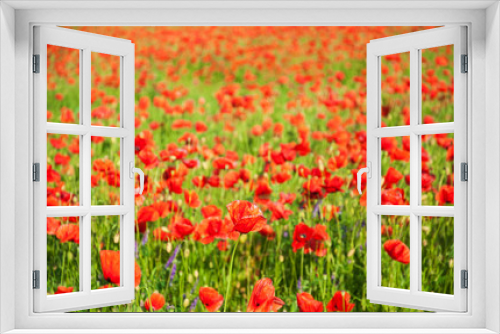 Fototapeta Naklejka Na Ścianę Okno 3D - meadow with beautiful  red poppy flowers
