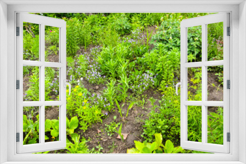 Fototapeta Naklejka Na Ścianę Okno 3D - Green flowerbed in a garden