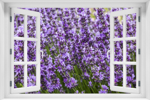 Fototapeta Naklejka Na Ścianę Okno 3D - Bushes of lavender on a summer day