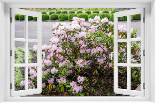Fototapeta Naklejka Na Ścianę Okno 3D - rhododendron bush