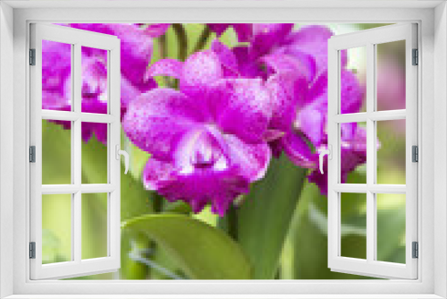 Fototapeta Naklejka Na Ścianę Okno 3D - Pink orchids in the garden