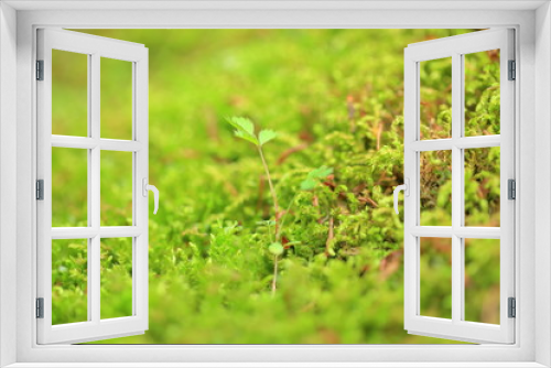Fototapeta Naklejka Na Ścianę Okno 3D - 熊本菊池渓谷の苔