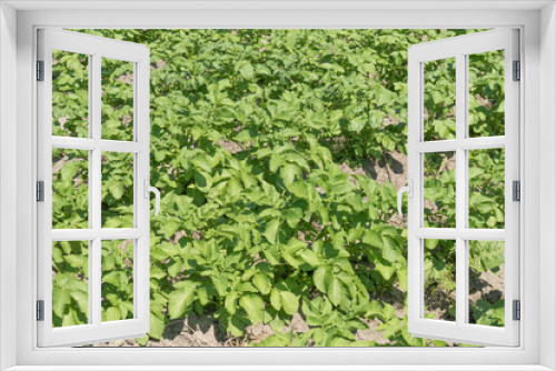Fototapeta Naklejka Na Ścianę Okno 3D - Potatoes plants.