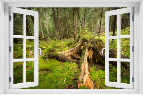 Fototapeta Naklejka Na Ścianę Okno 3D - Deep moss forest