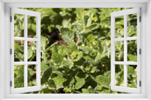 Fototapeta Naklejka Na Ścianę Okno 3D - Green fresh mint in a summer herbs garden.