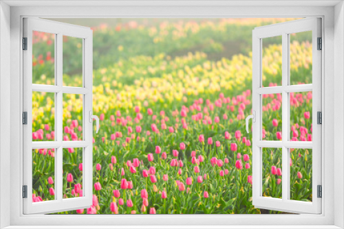 Fototapeta Naklejka Na Ścianę Okno 3D - Field of beautiful blooming tulips