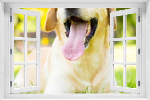 Fototapeta Naklejka Na Ścianę Okno 3D - Lovely dog