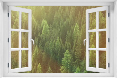 Fototapeta Naklejka Na Ścianę Okno 3D - Healthy green trees in a forest of old spruce, fir and pine