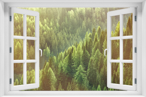 Fototapeta Naklejka Na Ścianę Okno 3D - Healthy green trees in a forest of old spruce, fir and pine trees
