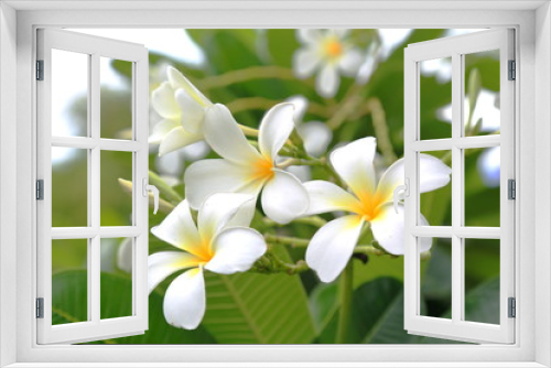 Fototapeta Naklejka Na Ścianę Okno 3D - white flower in thailand