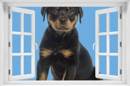 Fototapeta Naklejka Na Ścianę Okno 3D - Rottweiler puppy isolated on blue background