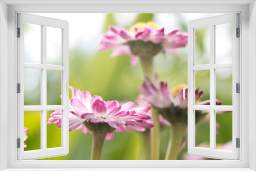 Fototapeta Naklejka Na Ścianę Okno 3D - Flower Bellis in a garden