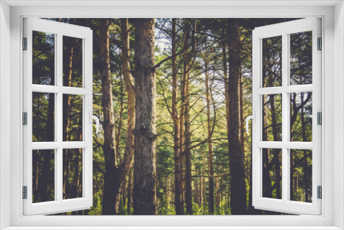 Fototapeta Naklejka Na Ścianę Okno 3D - Pine Trees Macro Filtered