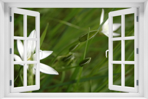 Fototapeta Naklejka Na Ścianę Okno 3D - fleurs sauvages