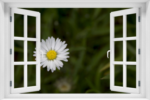 Fototapeta Naklejka Na Ścianę Okno 3D - Daisy