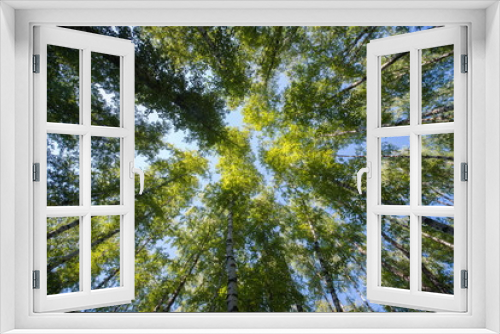 Fototapeta Naklejka Na Ścianę Okno 3D - Looking up in Forest - Green Tree branches nature abstract
