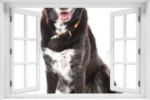 Fototapeta Naklejka Na Ścianę Okno 3D - black dog sitting