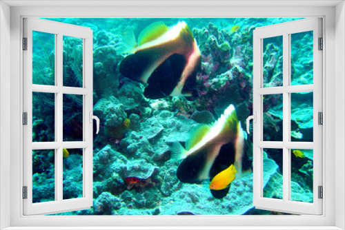 Fototapeta Naklejka Na Ścianę Okno 3D - paarfisch