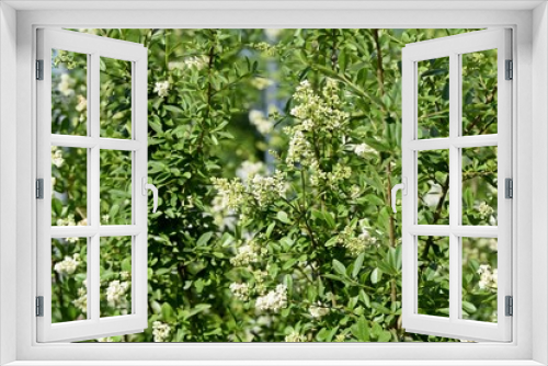 Fototapeta Naklejka Na Ścianę Okno 3D - Strauch mit weißen Blüten